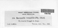 Image of Ravenelia versatilis